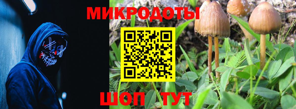 Галлюциногенные грибы Psilocybe Лыткарино